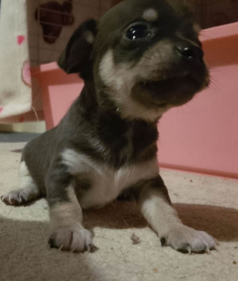 Chihuahua pup 