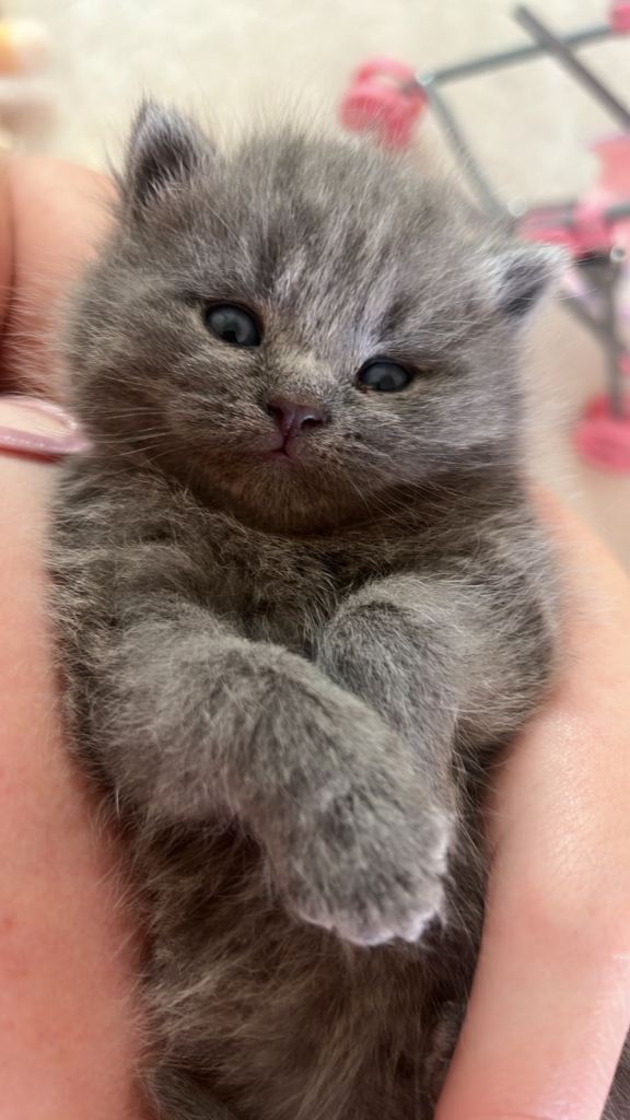 HALF BRITISH SHORT HAIR KITTENS 