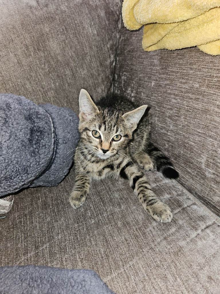 image for Male kitten for sale