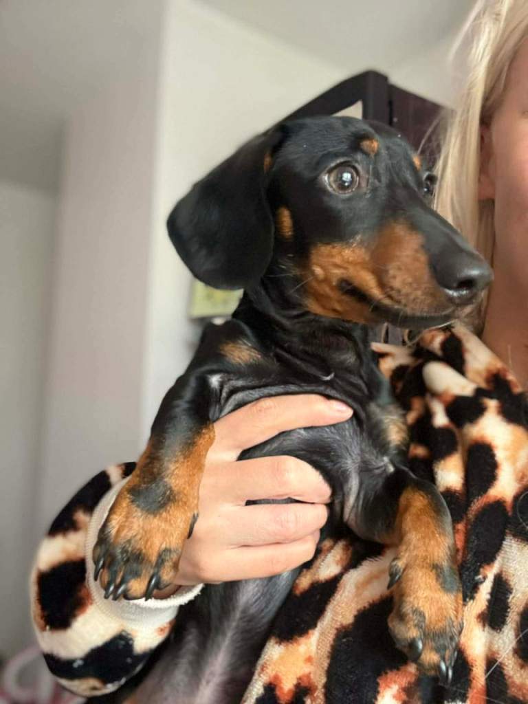 male black and tan dachshund for sale 
