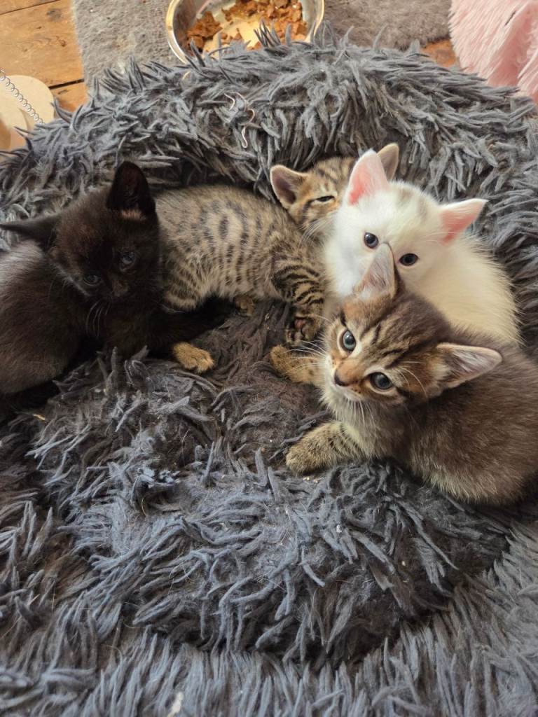 Snow bengal cross turkish angora kittens. 
