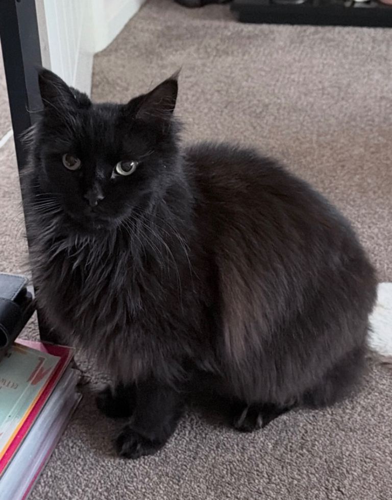 Half Maine coone Loki only to best home