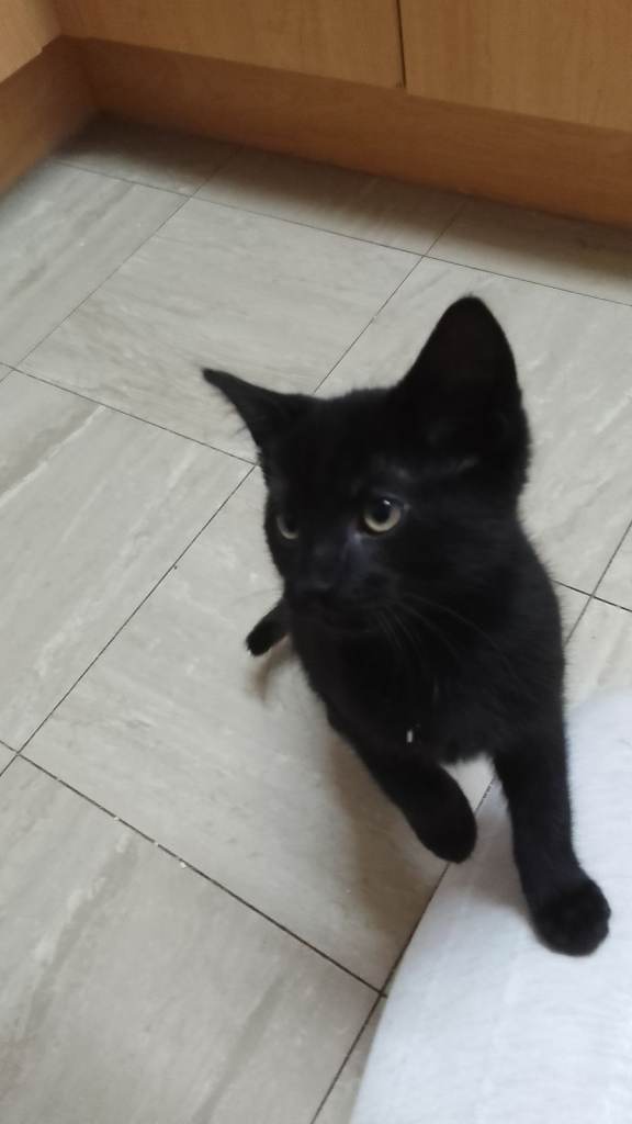 kittens