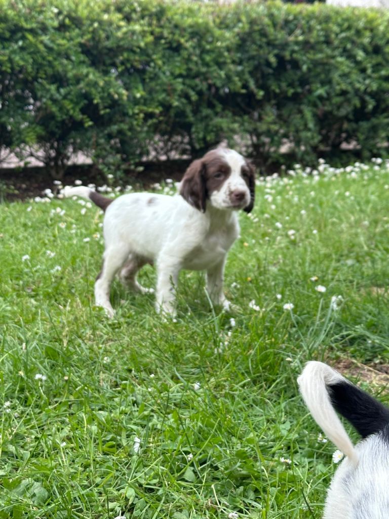 Springer Spaniel Pup FOR SALE