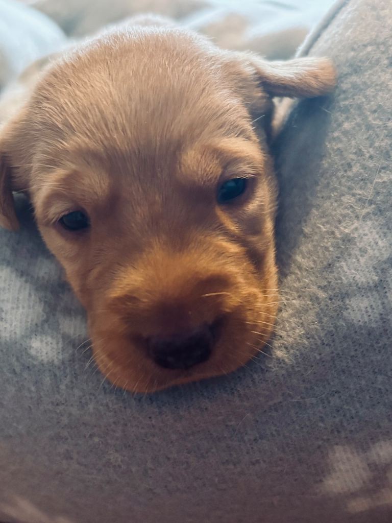 KC Registered Labrador Puppies All Fox Red 