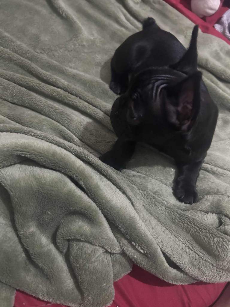 French Bulldog girl, 3 months old 🐾