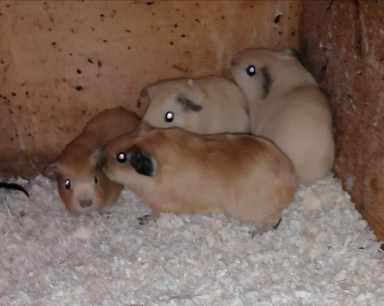 Baby Guinea pigs 