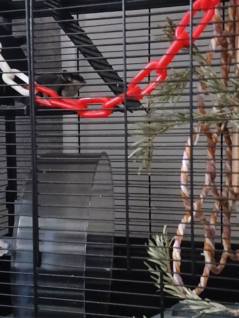 Family of gliders and in pouch joey for sale with set up