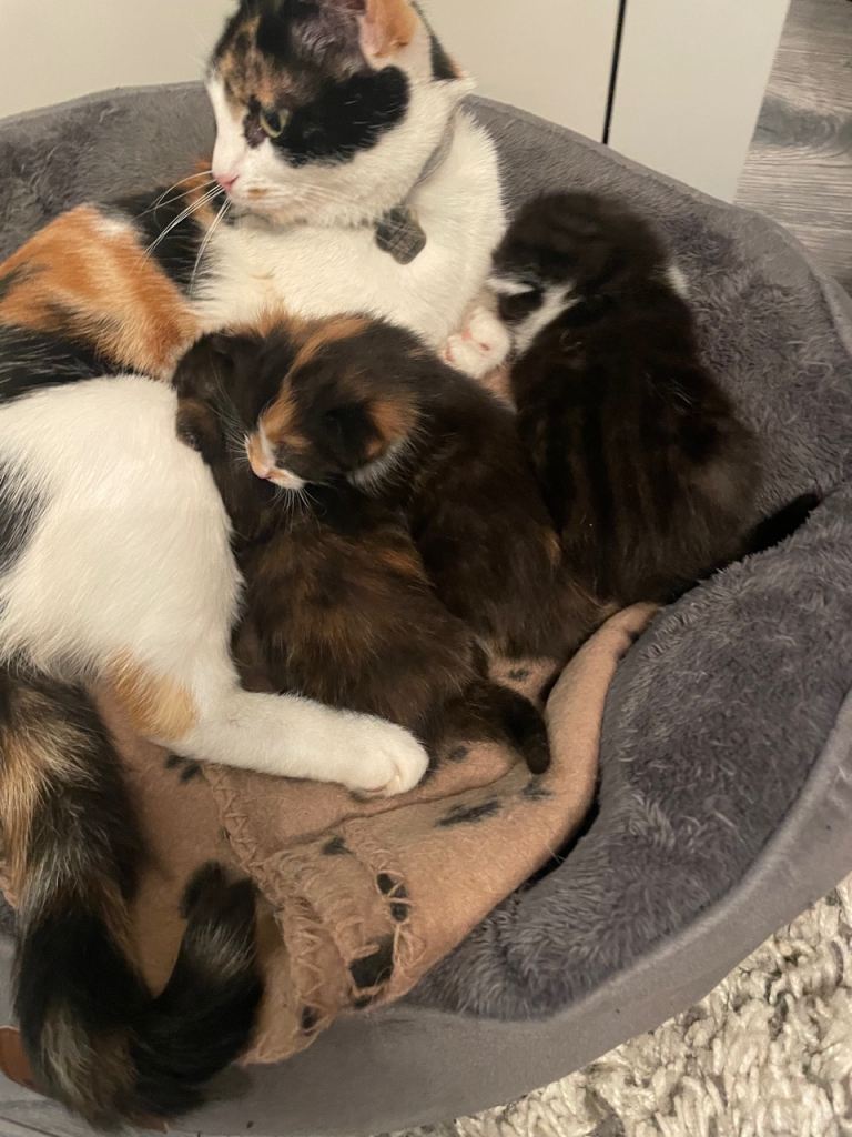 Kittens