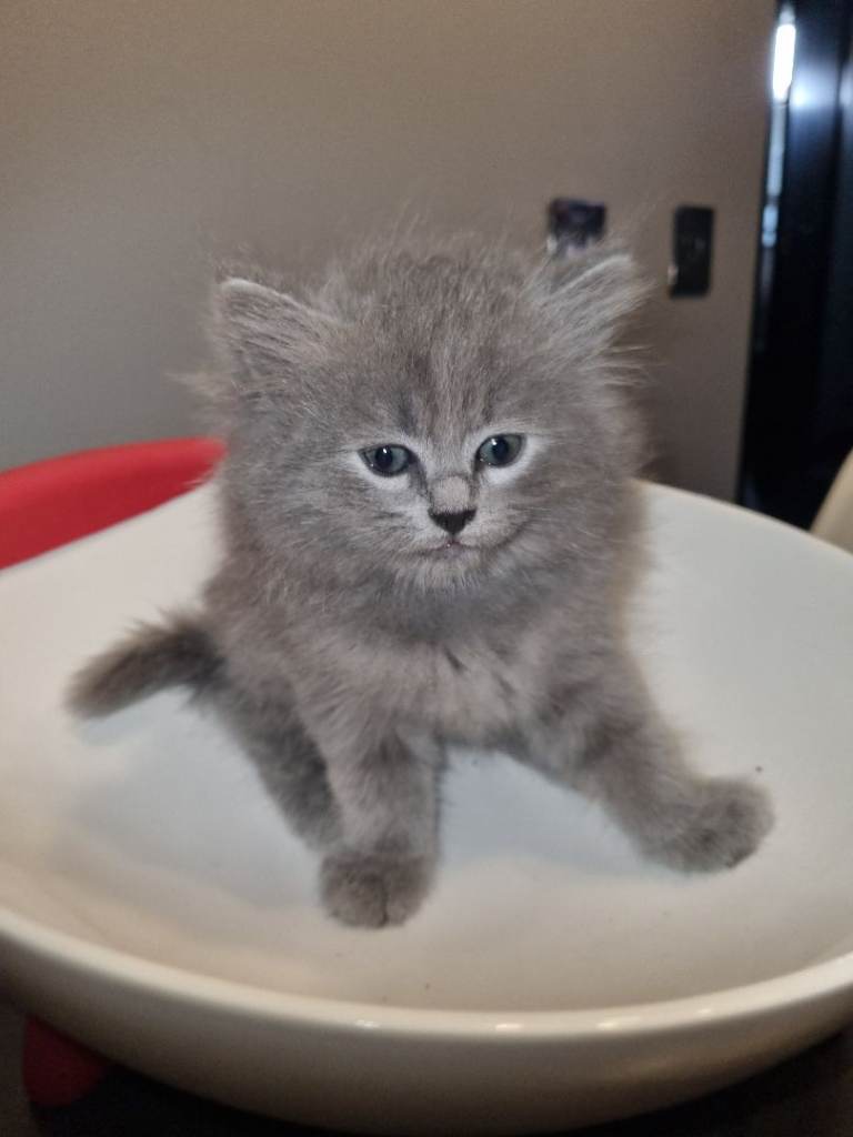 Persian kittens 