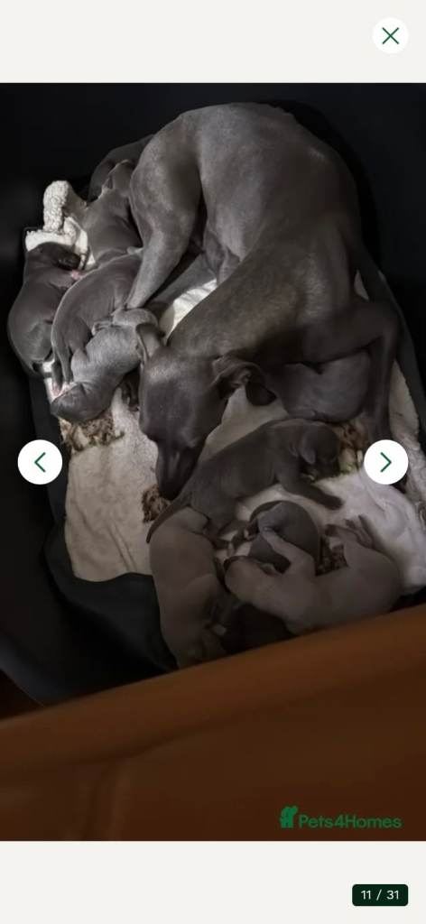 Whippet puppys for sale in st ishmaels pembrokeshire 