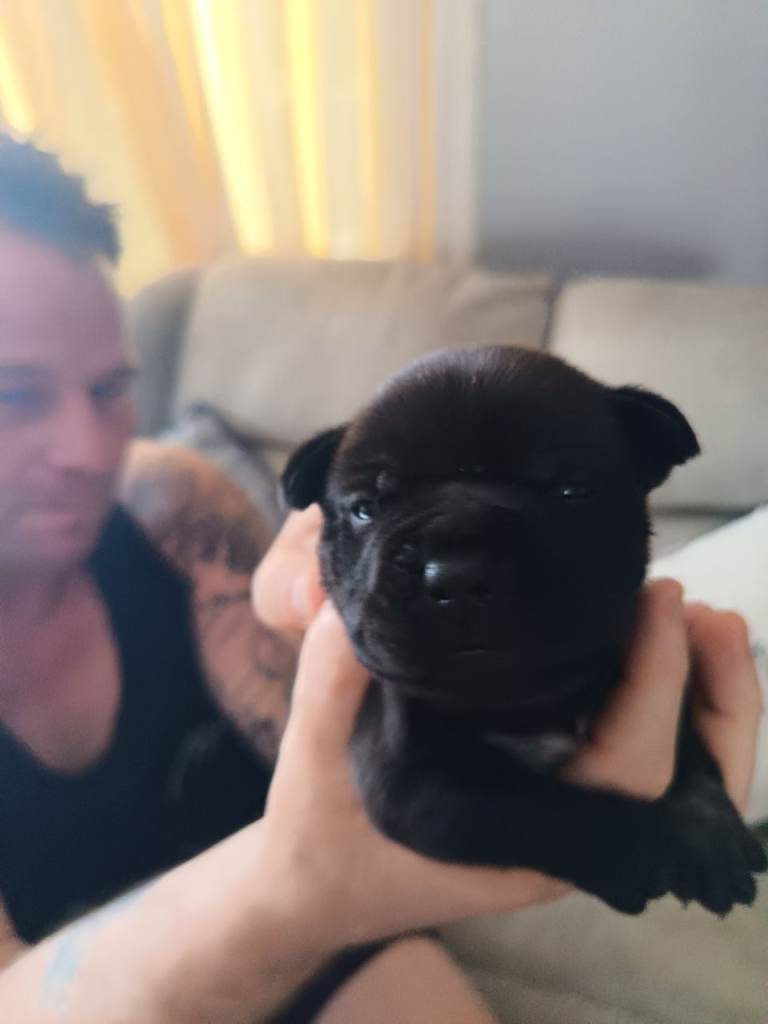 Sharpie frenche bullsdogs