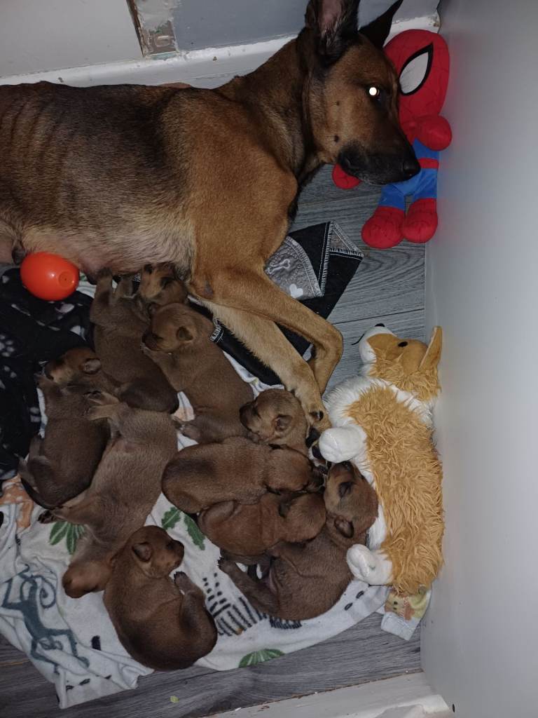 image for Dutch Shepherd X puppies