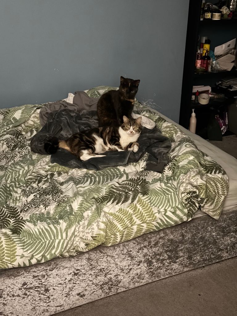 Pepper & Mochi – £50 the pair (rehoming together only)