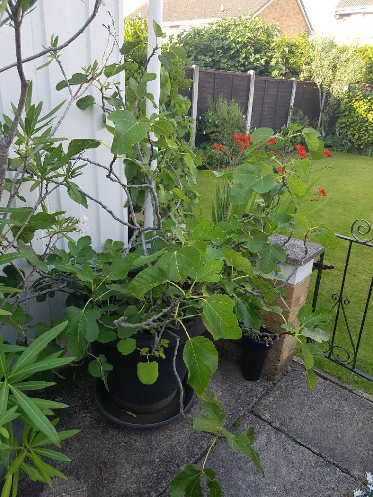 Large Fig Tree in Black Plastic Pot – Good Condition, £50.00 for Sale