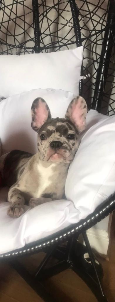 French bulldog 