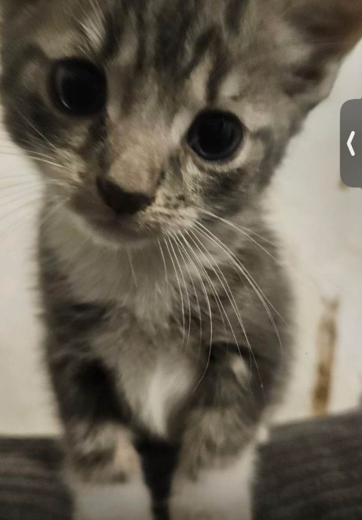 Grey kittens 
