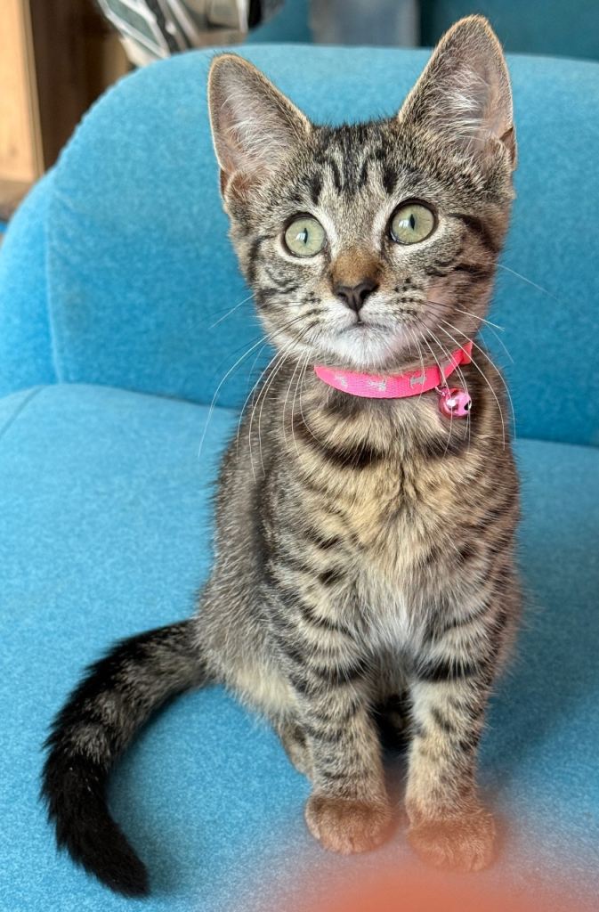 Kittens 