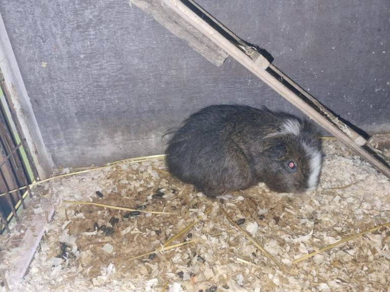   2x guinea pigs with cage  to a good home 