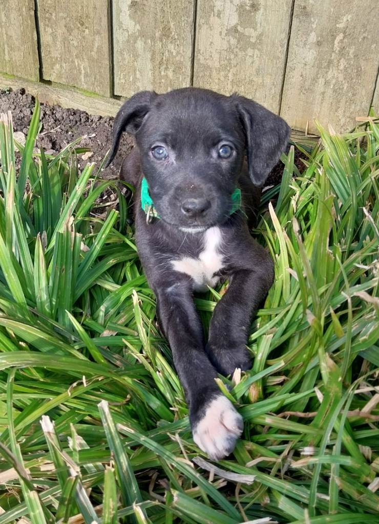 Lurcher cross springer spaniel 