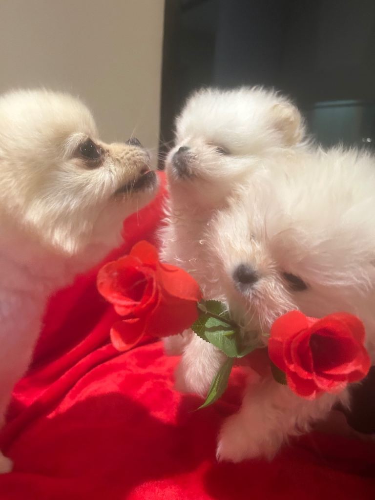 Miniature Pom Puppy’s ready  
