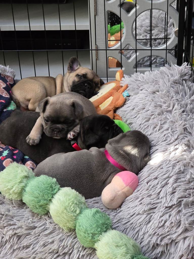 Beautiful,Chunky French Bulldog Puppies for Sale
