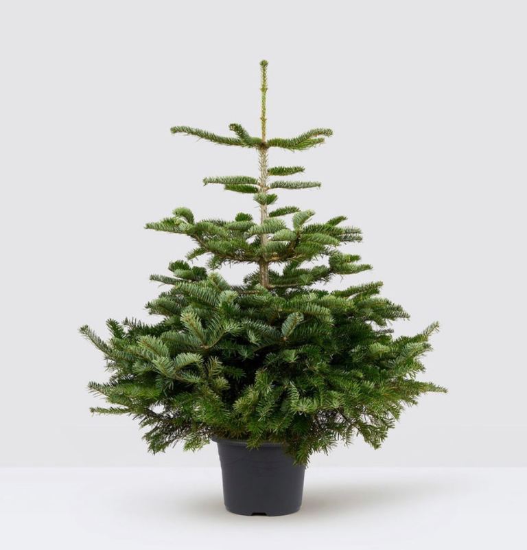 Pot grown Christmas tree (brand new)