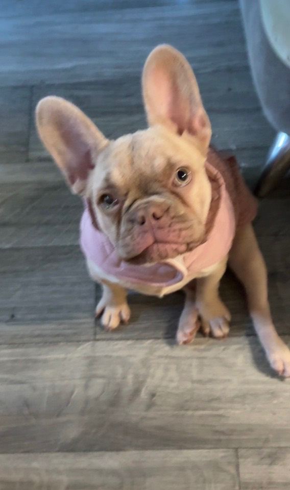 Beautiful French Bulldog 