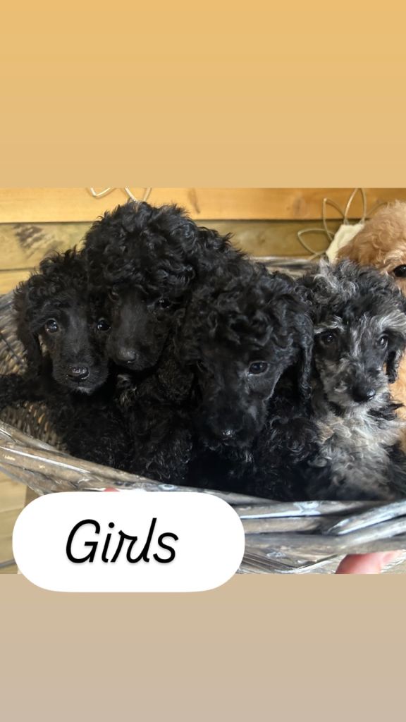 Miniature poodle puppy’s ready to leave 