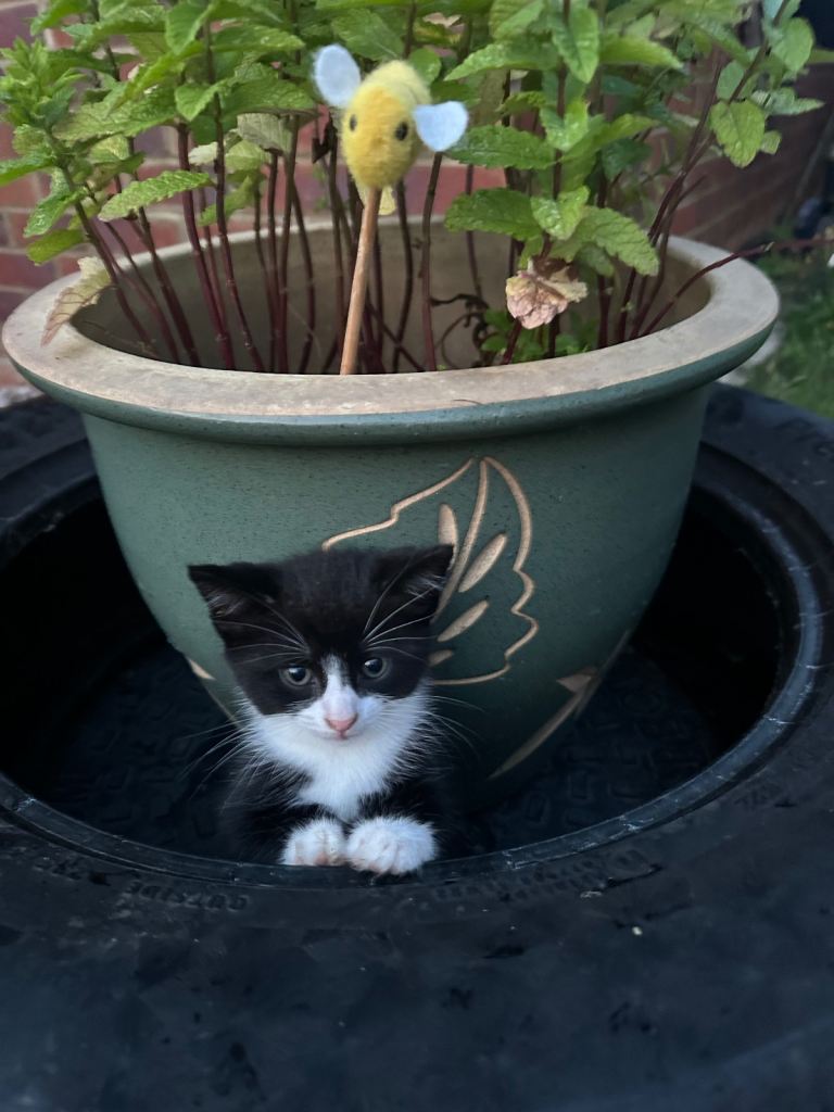 Adorable kittens