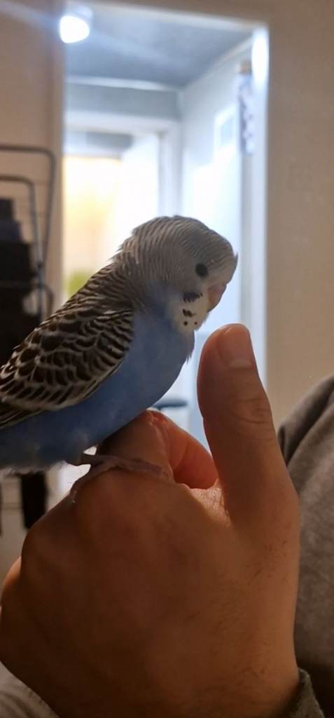 Hand-tamed male baby budgie