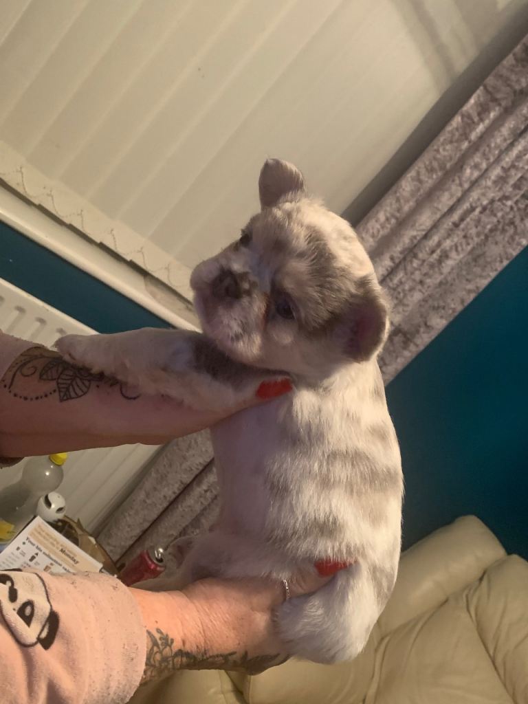 Quality fluffy French Bulldog pups 