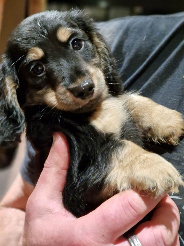 Last Girl Long-Haired Dachshund Beauty