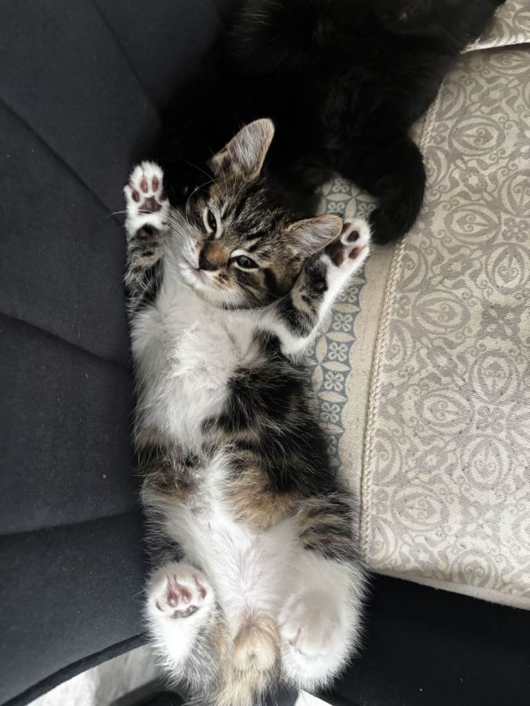 British Fluffy Shorthair Kittens 
