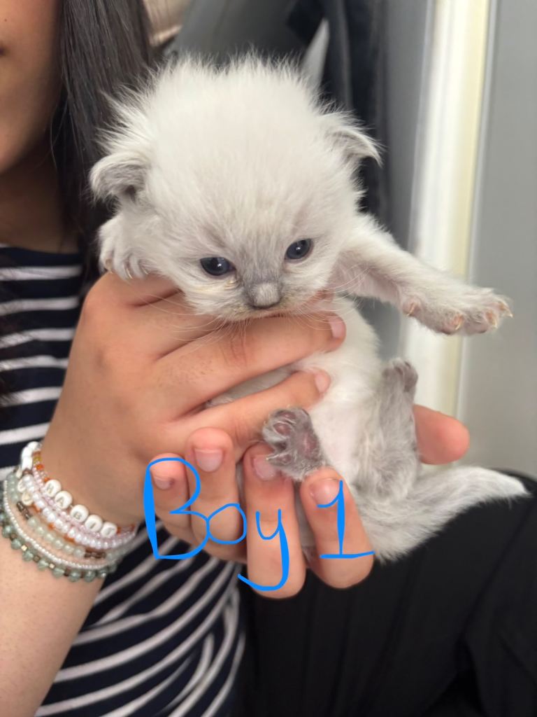 Ragdoll kittens!! (Ready to leave in August)