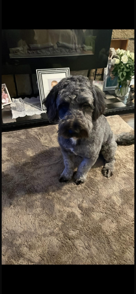 Cockerpoo