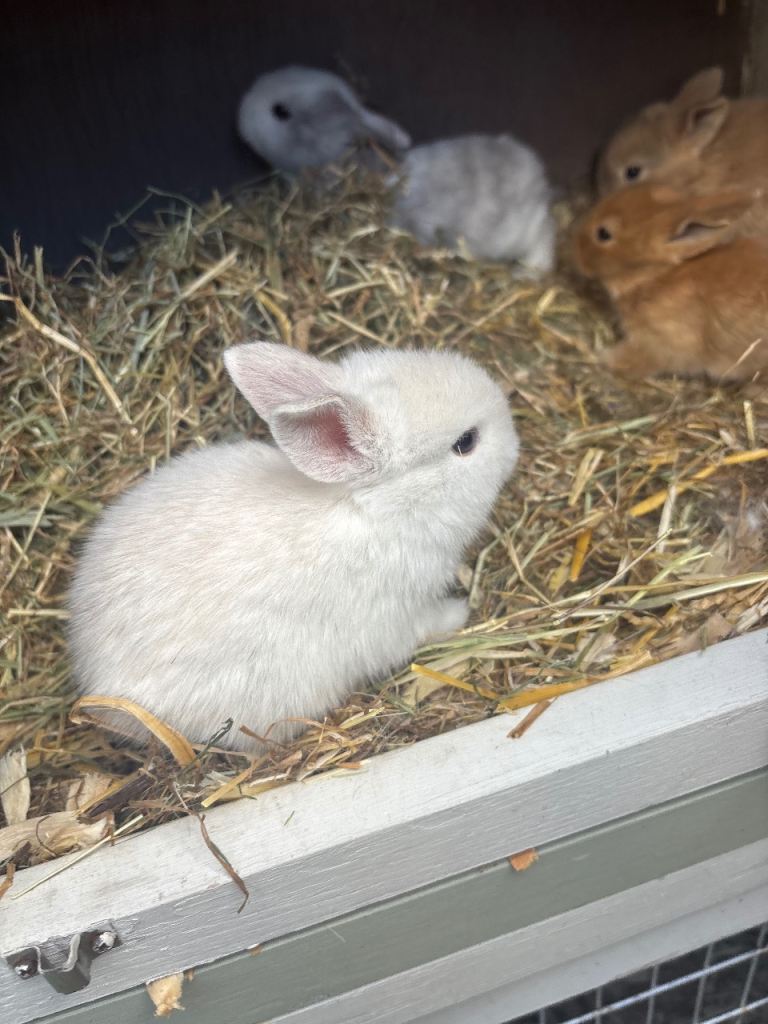 Mini Lop x Netherland Dwarf Babies 🐰
