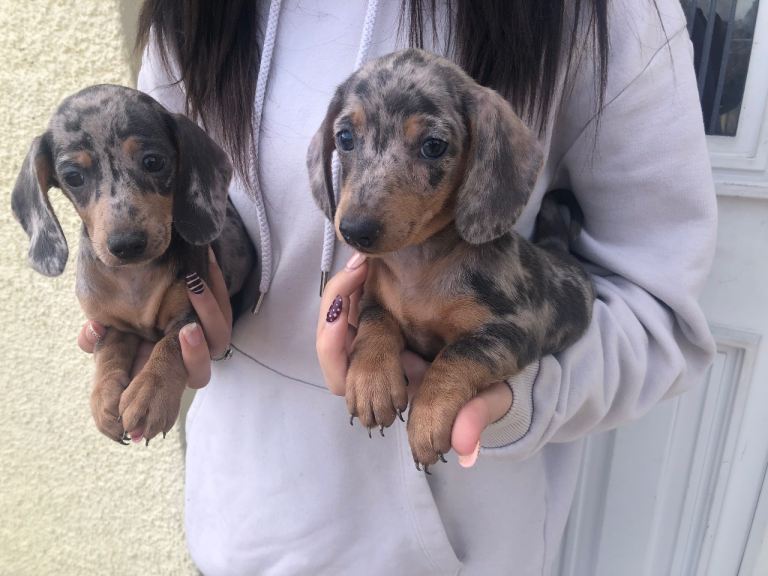 Miniature Dachshund Puppies