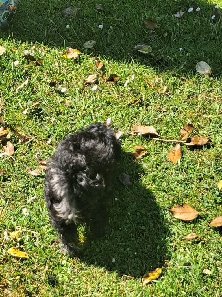 Maltipoo puppies boy