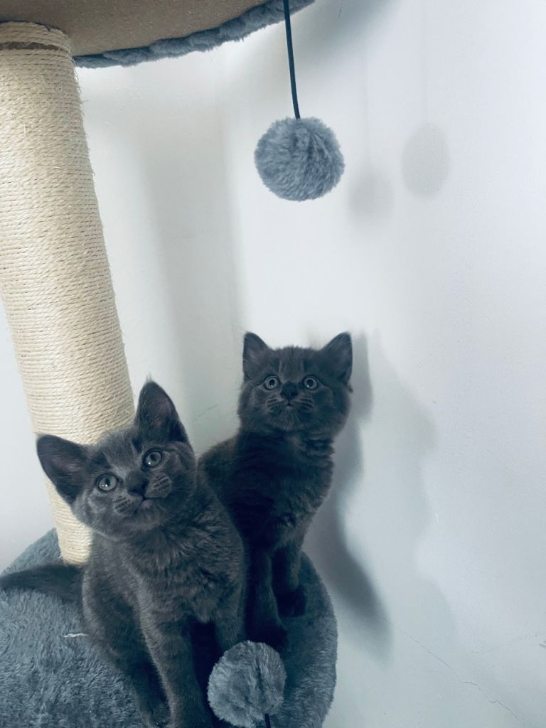 2 Beautiful Female Kittens – Litter Trained, Ready Soon