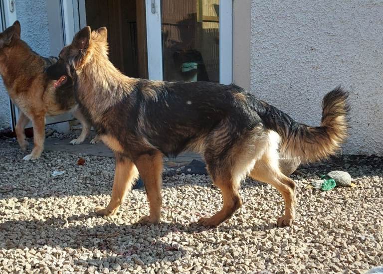 German Shepherd puppies