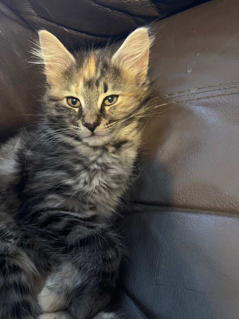 Absolutely gorgeous Maine coon X kitten