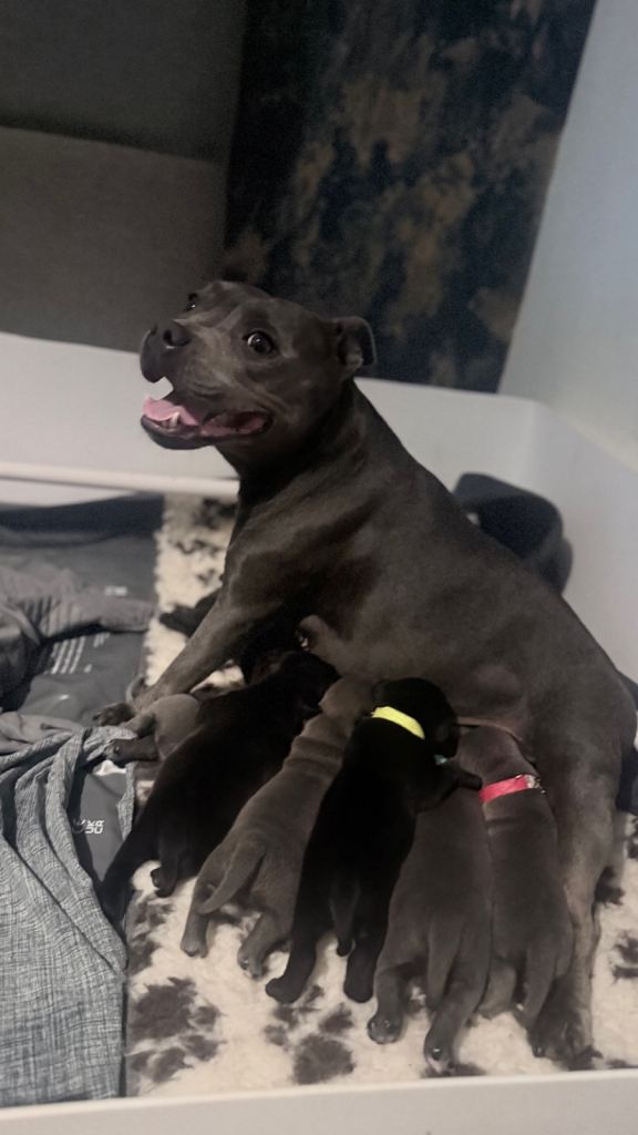 KC Staffordshire champion bloodline Staffies 