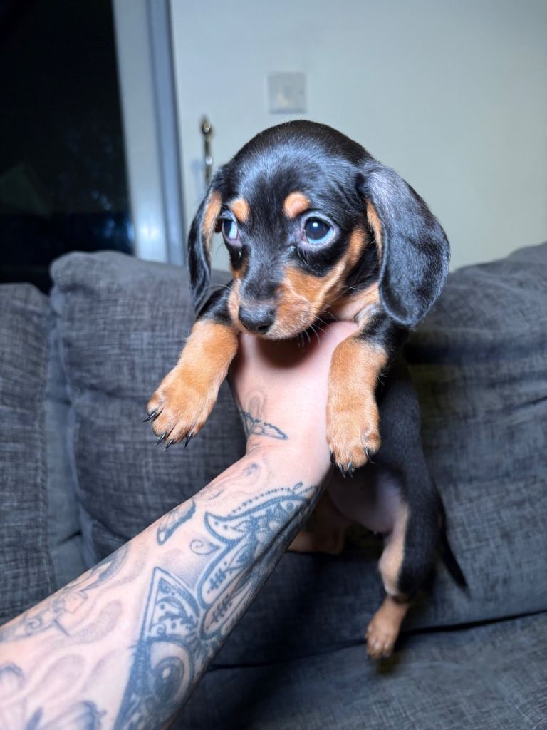 Doxiepoo (cavapoo cross mini dachshund)