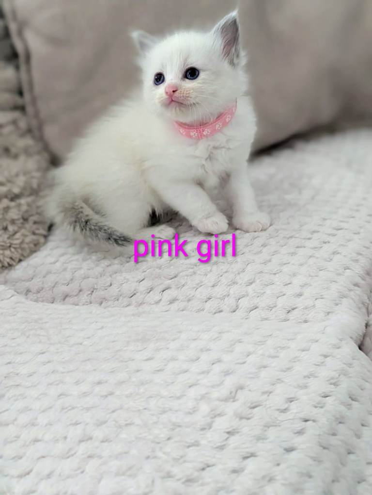 Beautiful Ragdoll Kittens