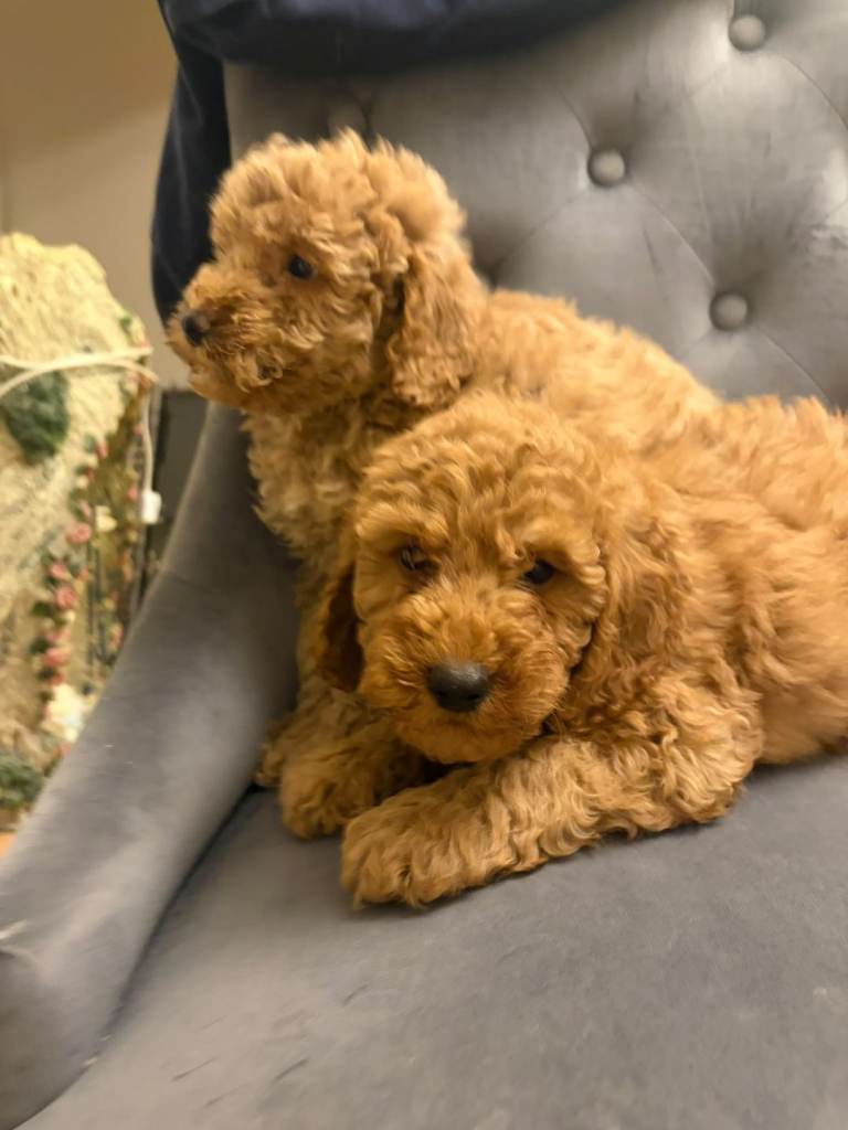 Poodle pups for sale
