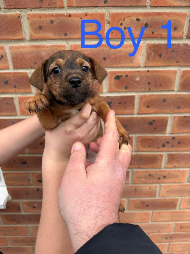 Top bred Jack Russell puppies 