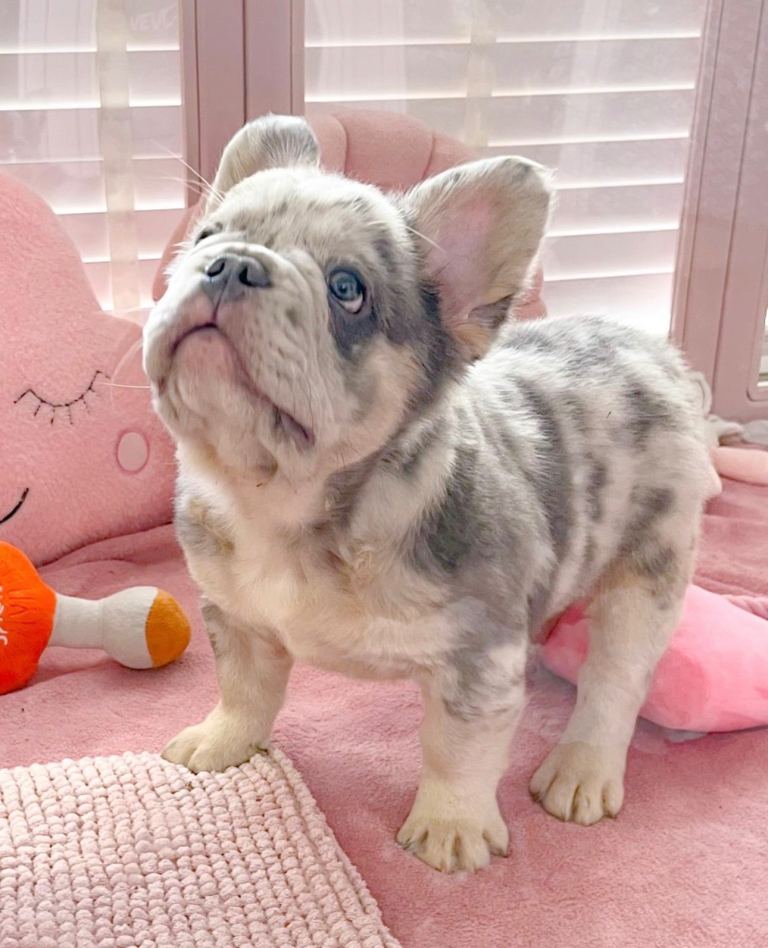 💞LILAC&FLUFFY BOYS💞