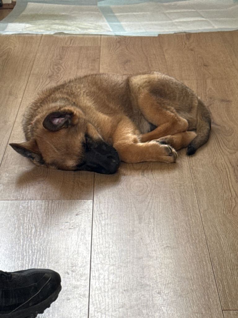 9 week old Male German Shepherd Pup