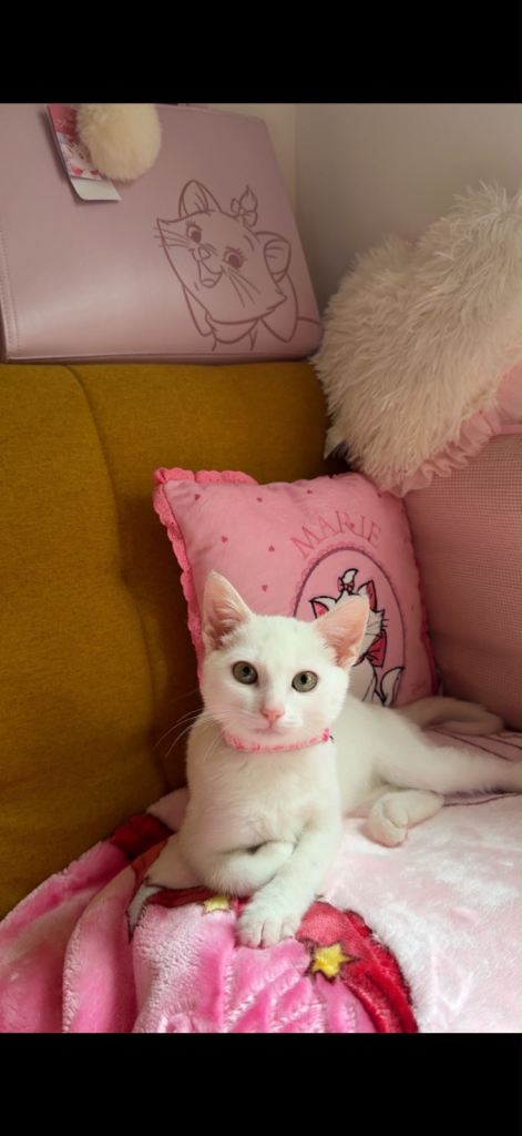 Beautiful Marie needs a new home 